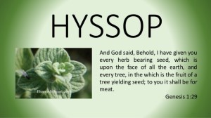 apothecary-mama-teaching-on-hyssop-a-plant-of-the-bible-1-638