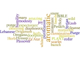 Hyssop  Word Cloud